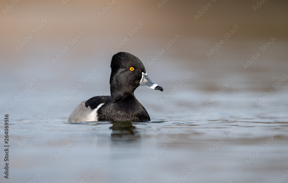 Fototapeta premium Ring-necked Duck 