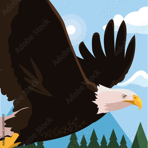 beautiful bald eagle flying in the landscape photo