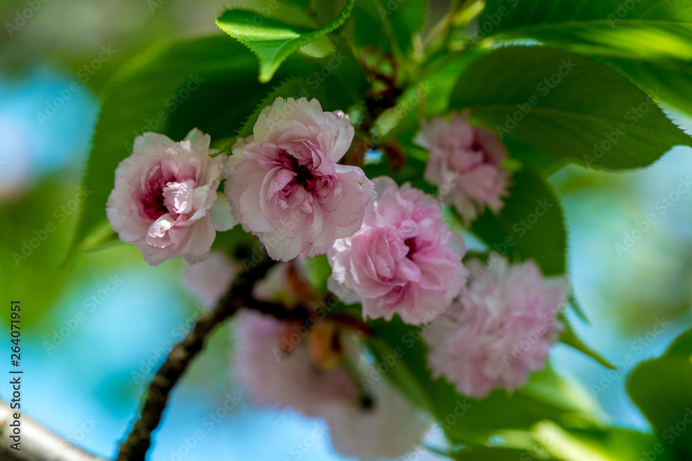 Obraz premium 真玉の八重桜