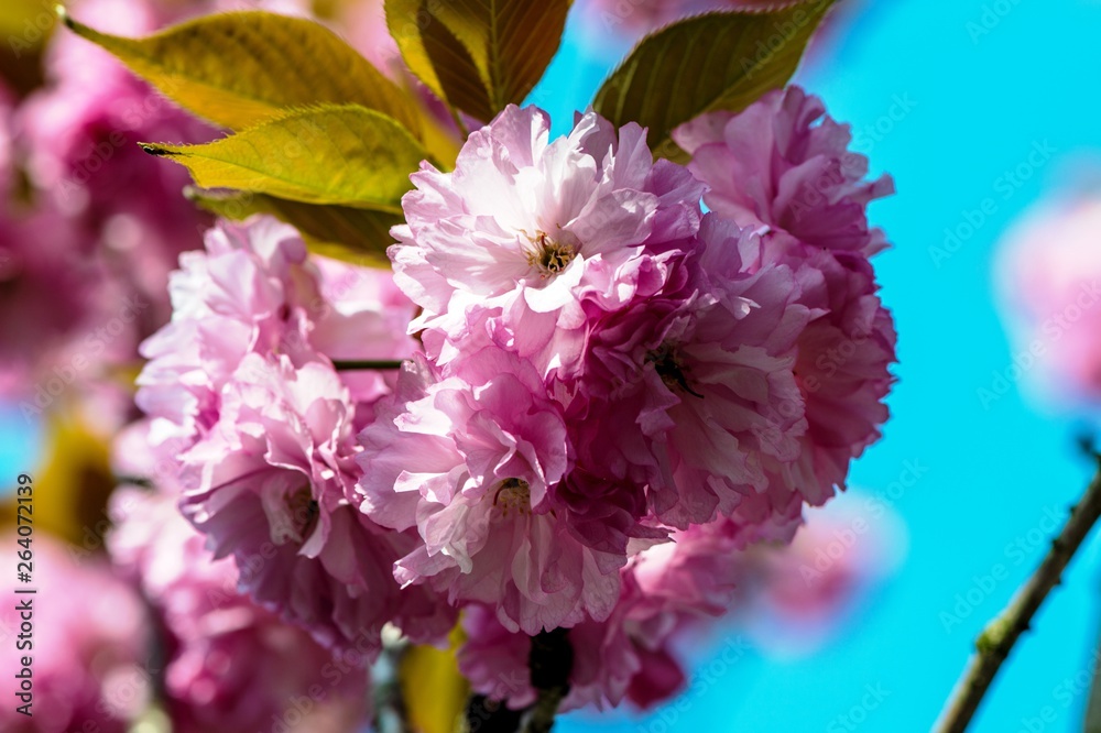 Fototapeta premium 真玉の八重桜