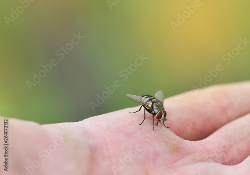 House fly on human skin hand / Close up fly macro photo