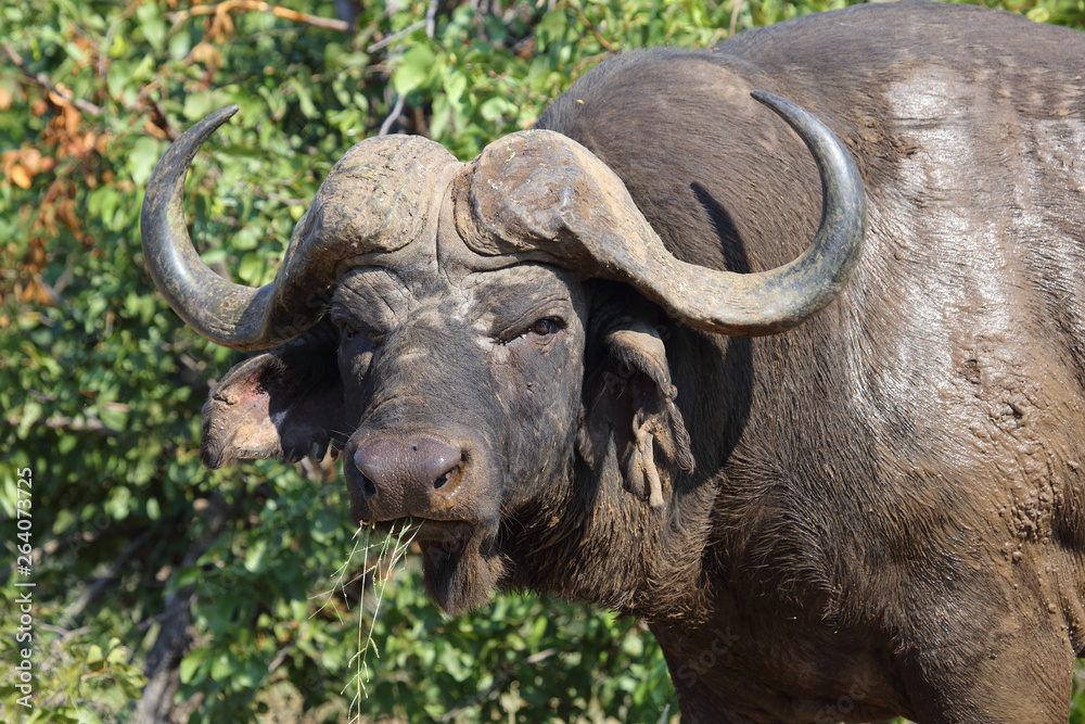 Fototapeta premium Kaffernbüffel / Buffalo / Syncerus caffer