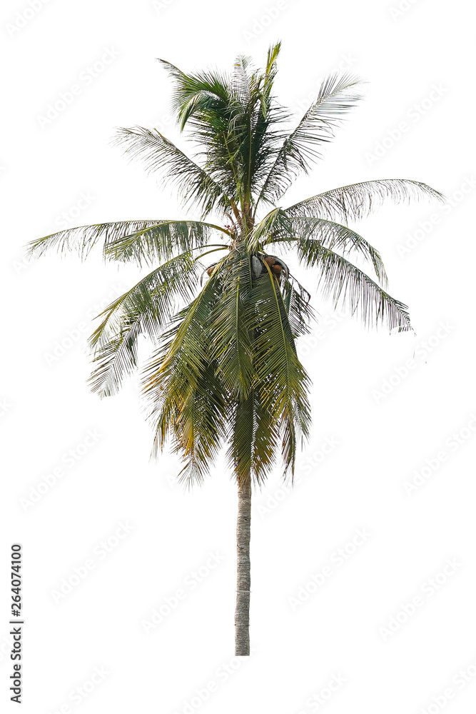 Fototapeta premium Coconut tree and isolated white background.