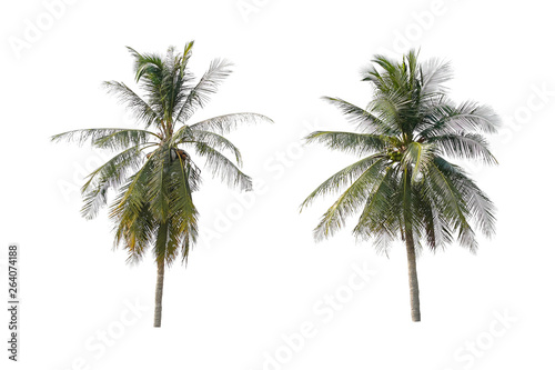 Twin Coconut trees with a separate white background,Tree isolated.