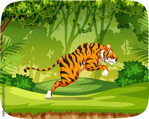 Tiger in jungle scene