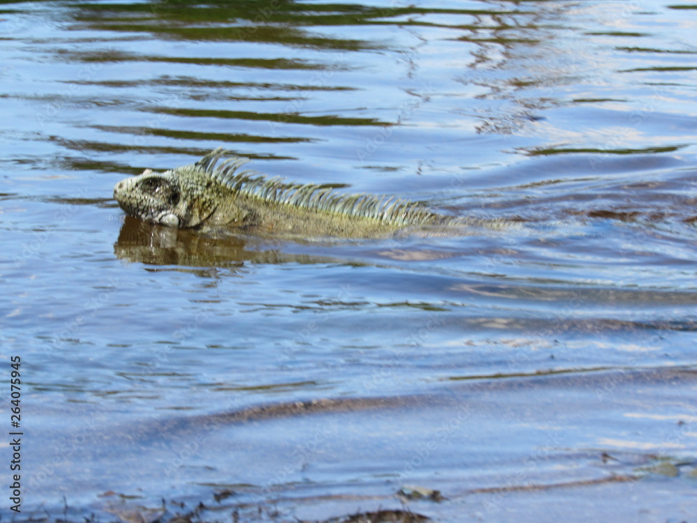 Fototapeta premium crocodile in water