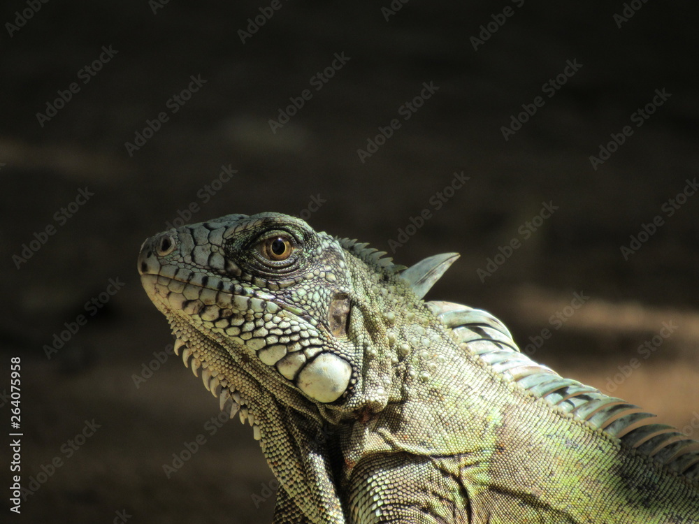 Obraz premium green iguana