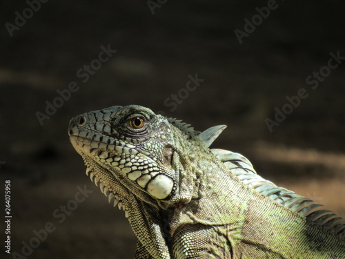 green iguana © Manoel