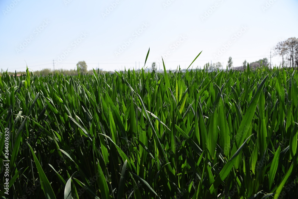 Obraz premium green field of corn