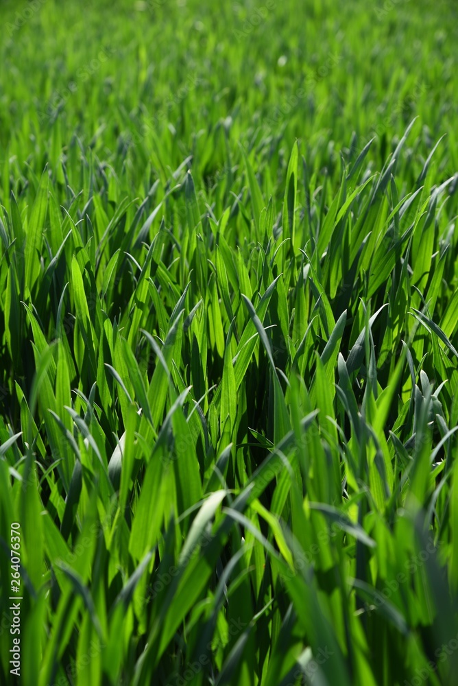 grass with water drops of dew grass with water drops of dew