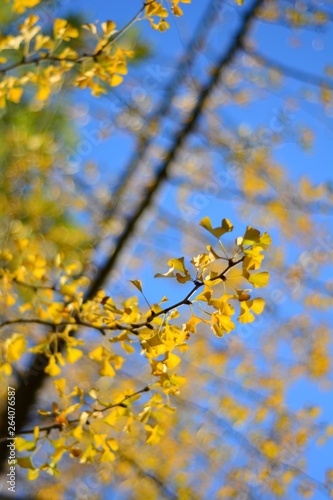 branch of a tree in spring