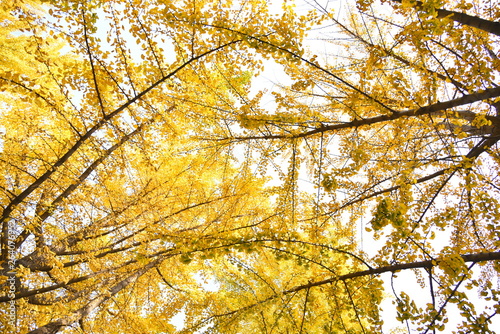 autumn leaves on blue sky