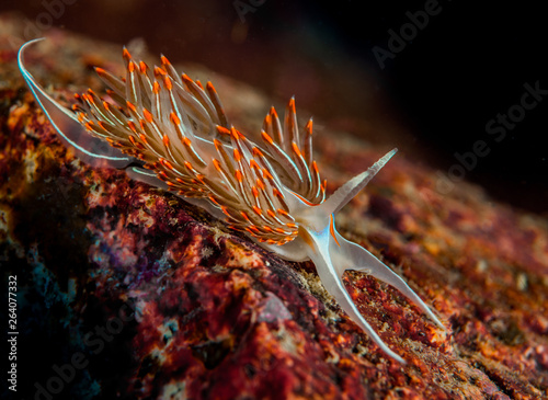 Opalescent nudibranch