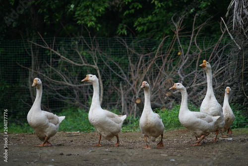 ducks in a row