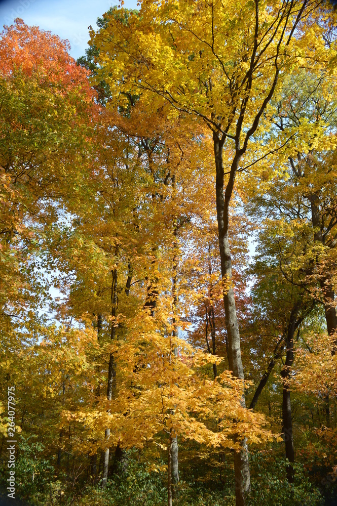 Fototapeta premium tallcolrs