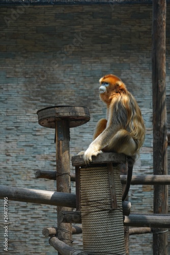 Monkey sitting on the stone