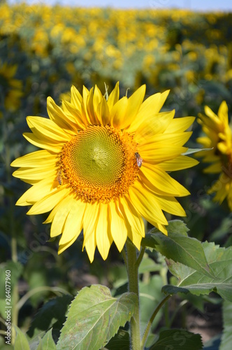 sunflowerupclose