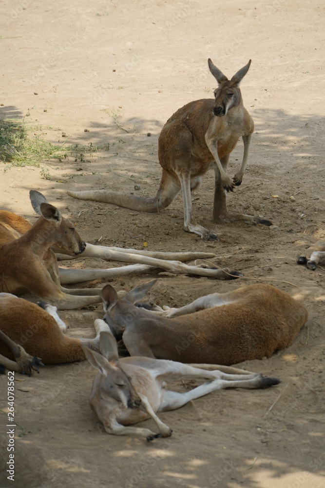 kangaroo on beach