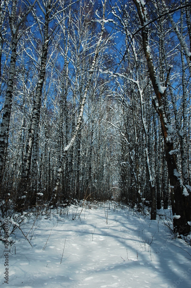 Fototapeta premium forest in winter