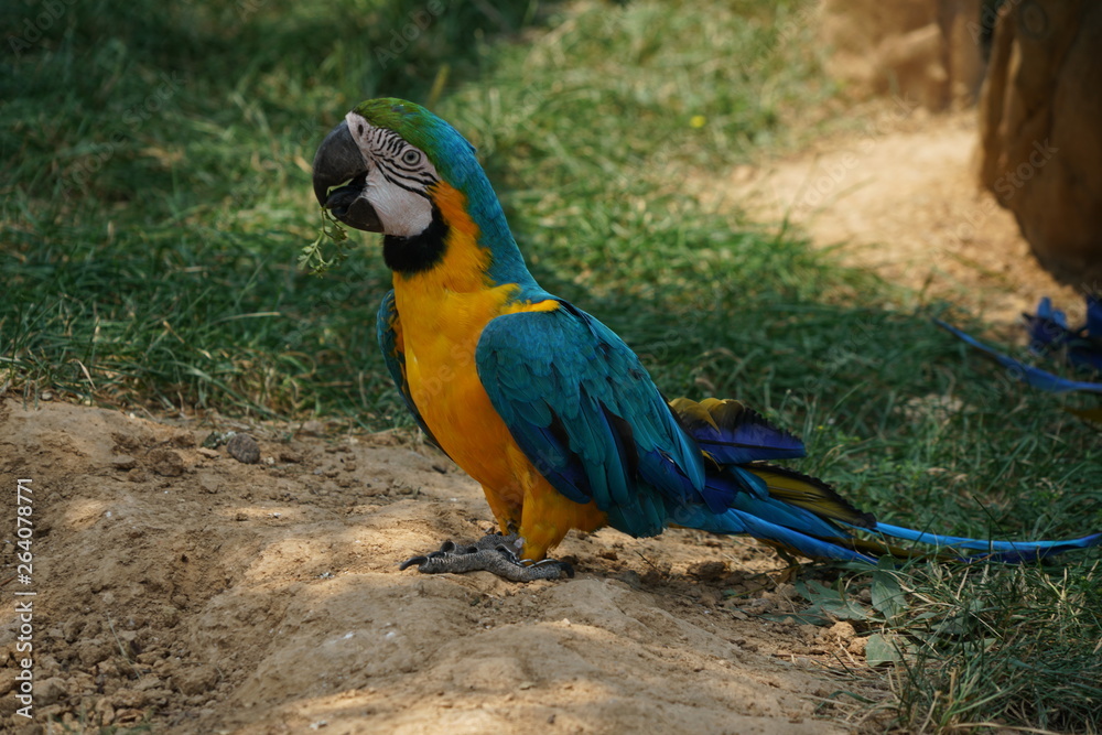 blue and yellow macaw