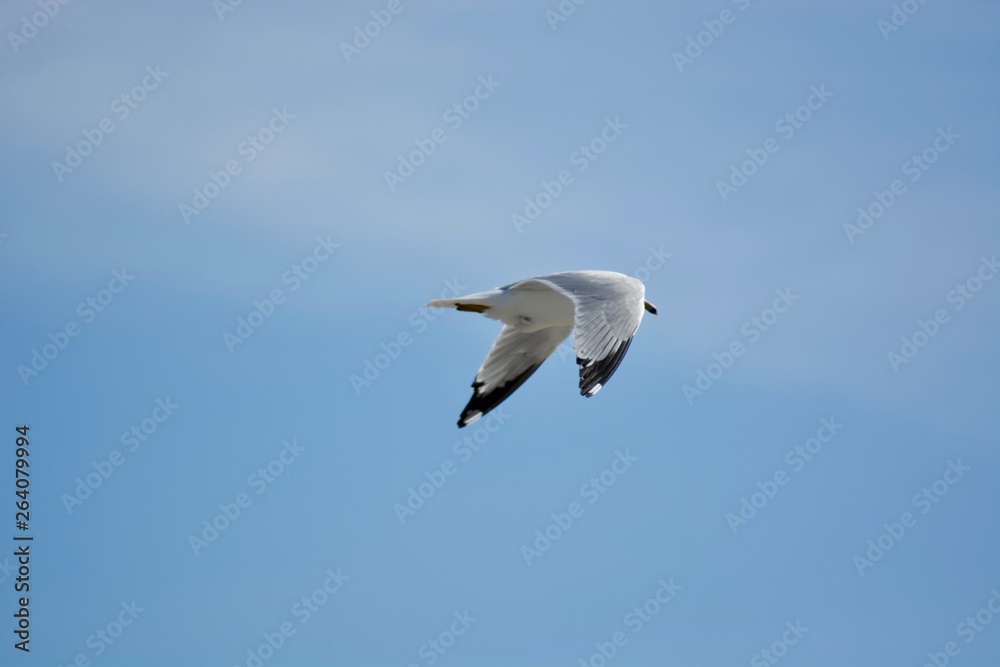A beautiful flying seagull in the blue sky A beautiful flying seagull in the blue sky