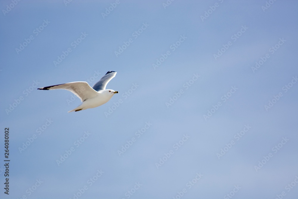 A beautiful flying seagull in the blue sky A beautiful flying seagull in the blue sky
