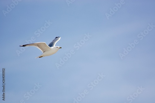 A beautiful flying seagull in the blue sky