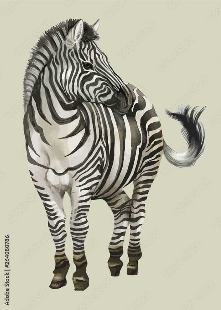 Hand drawn zebra - obrazy, fototapety, plakaty 