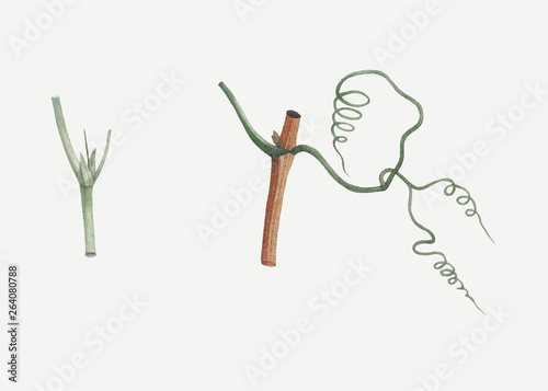 Dissected plants