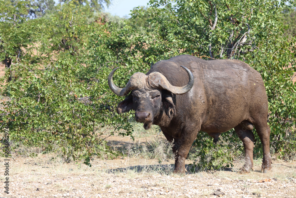 Fototapeta premium Kaffernbüffel / Buffalo / Syncerus caffer