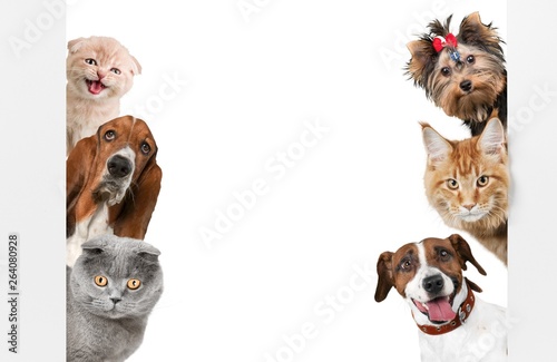 Various cats and dogs as fr...
