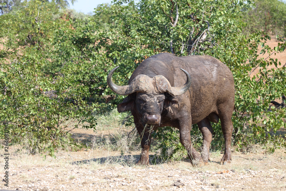 Obraz premium Kaffernbüffel / Buffalo / Syncerus caffer