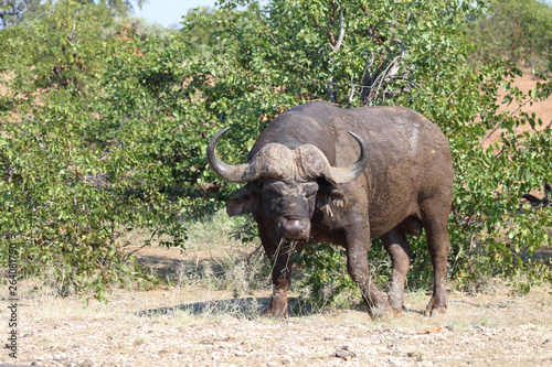 Kaffernb  ffel   Buffalo   Syncerus caffer