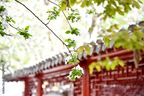 green tomatoes in greenhouse