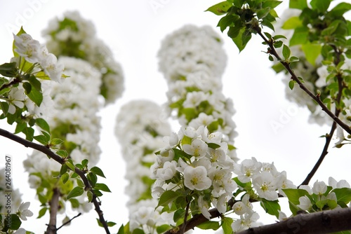 branch of a tree in spring