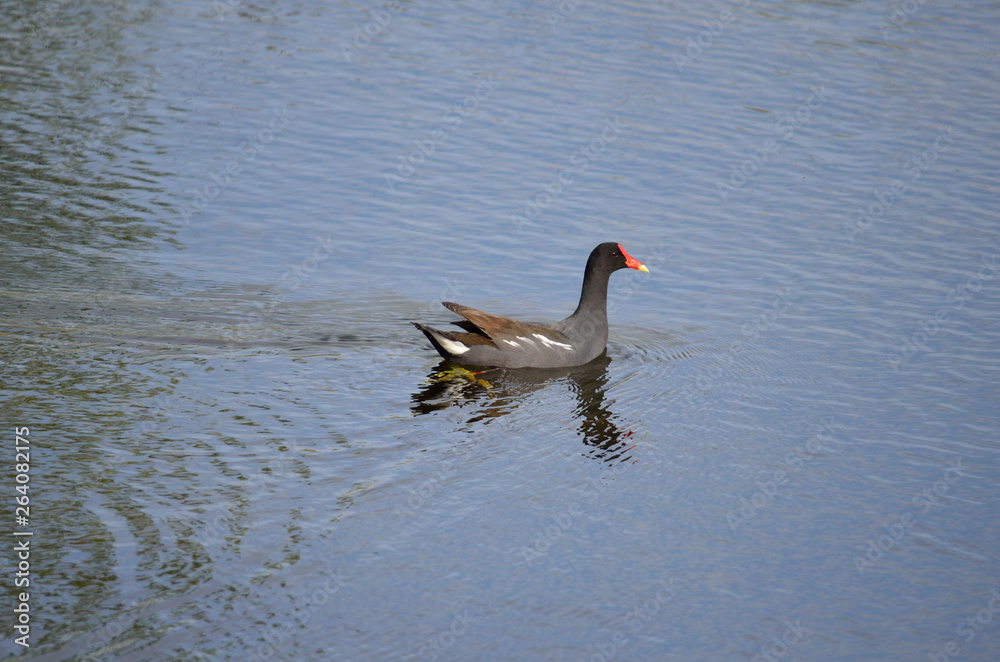 Fototapeta premium common moorhen swimming in lake