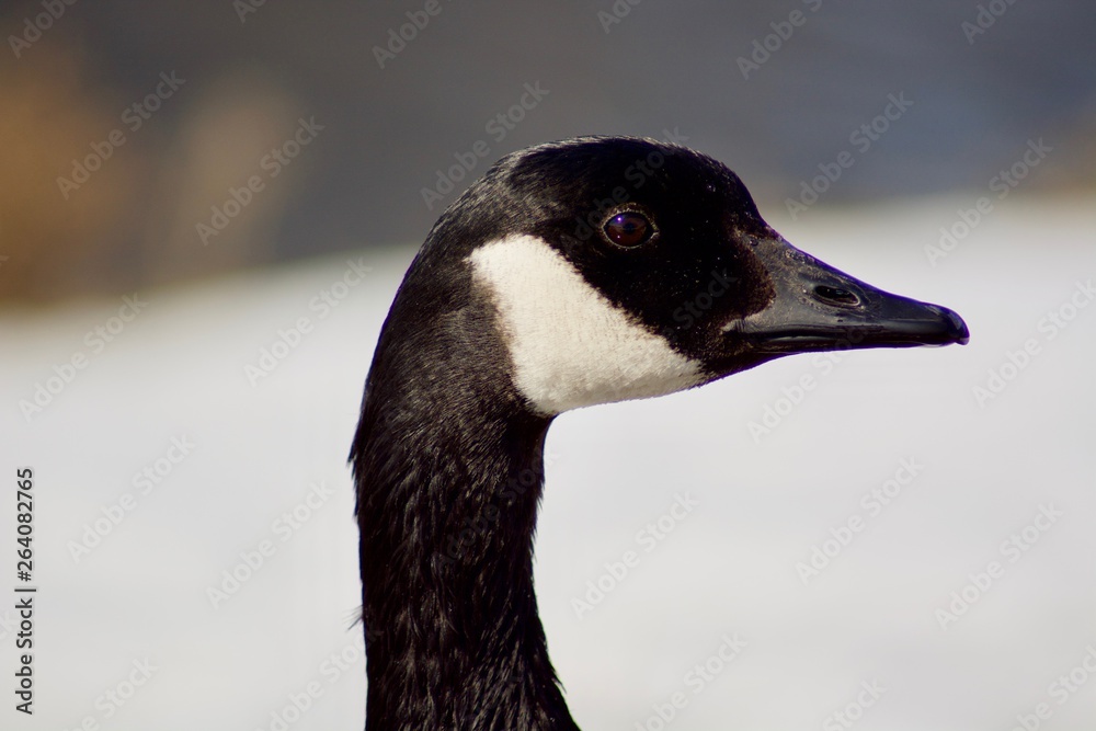 Obraz premium Beautiful Canada Goose