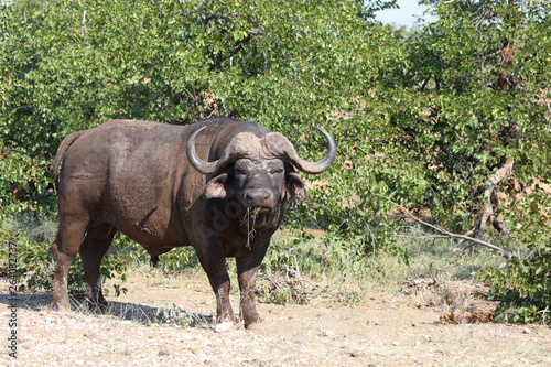 Kaffernb  ffel   Buffalo   Syncerus caffer