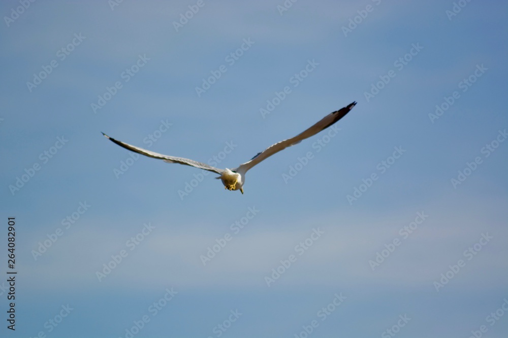 A beautiful flying seagull in the blue sky A beautiful flying seagull in the blue sky