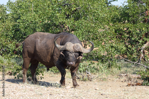 Kaffernb  ffel   Buffalo   Syncerus caffer