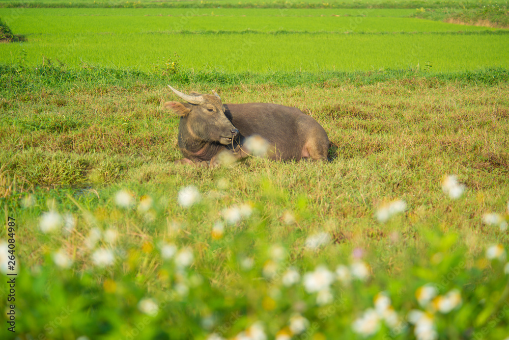 Hoi An rice field and animals and nature. Hoi An rice field and animals and nature.