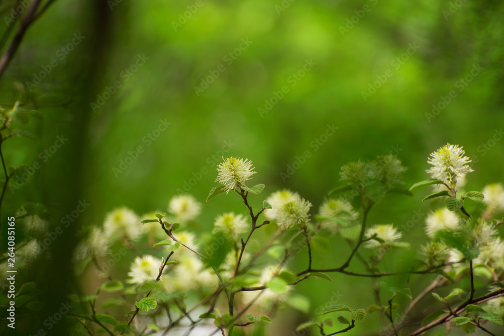 White Fothergilla flowers in the forest in the Spring White Fothergilla flowers in the forest in the Spring