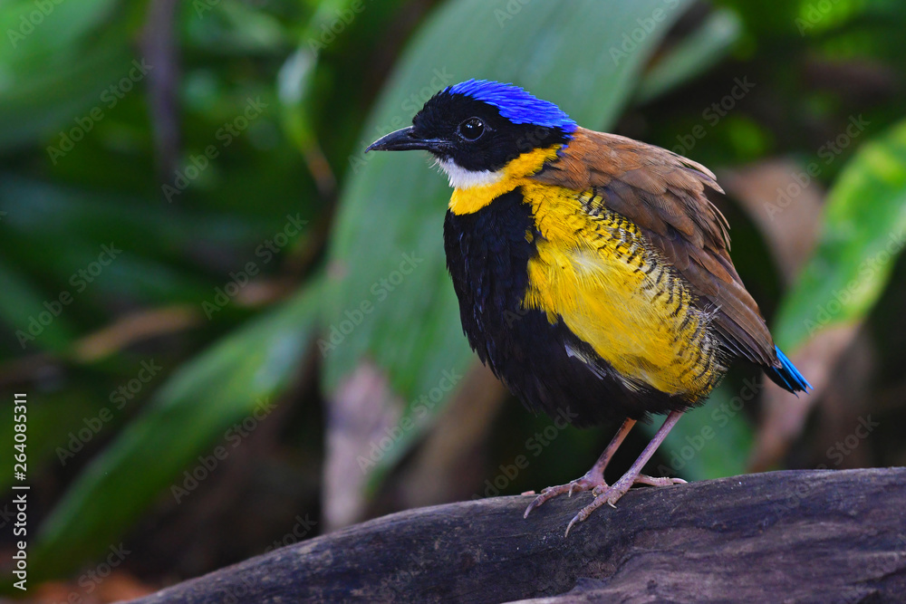 Naklejka premium Gurney's Pitta Bird