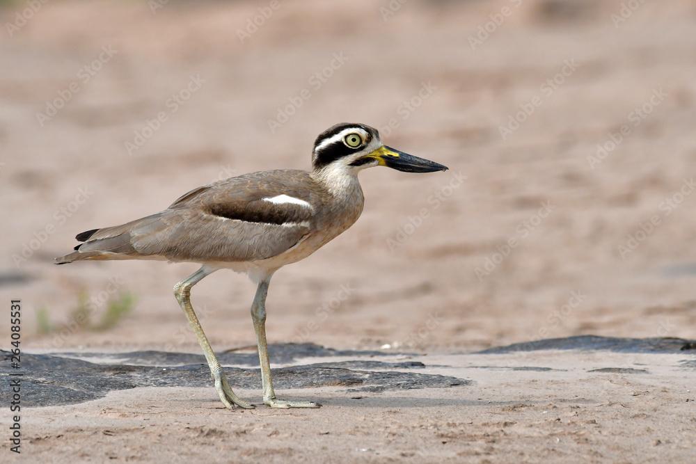 Obraz premium Great Thick-knee Bird
