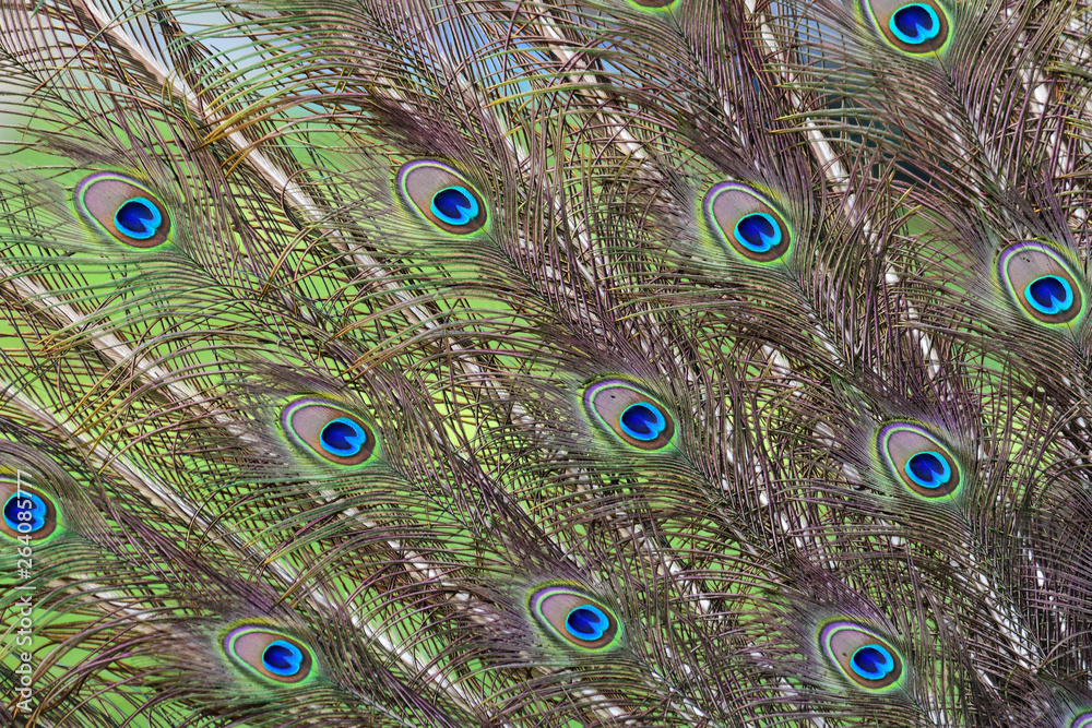 Obraz premium peacock with feathers