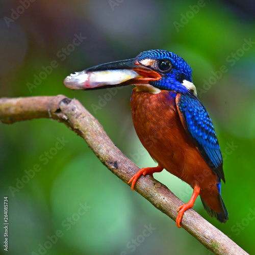 Blue-eared Kingfisher Bird