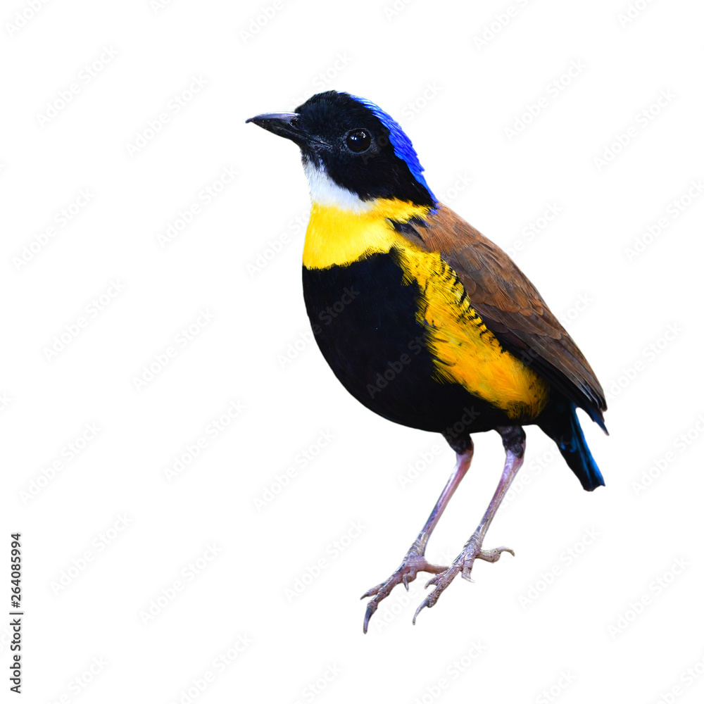 Fototapeta premium Gurney's Pitta Bird