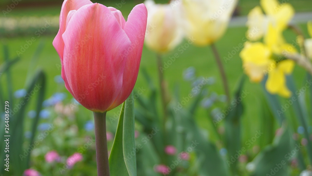 Fototapeta premium Beautiful Tulip flowers on colorful flowering background.