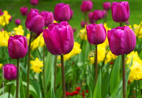 Beautiful Tulip flowers on colorful flowering background.