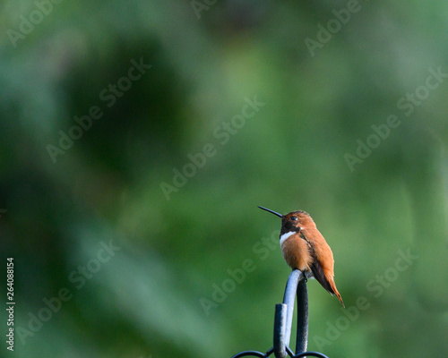Male Rufous Hummingbird